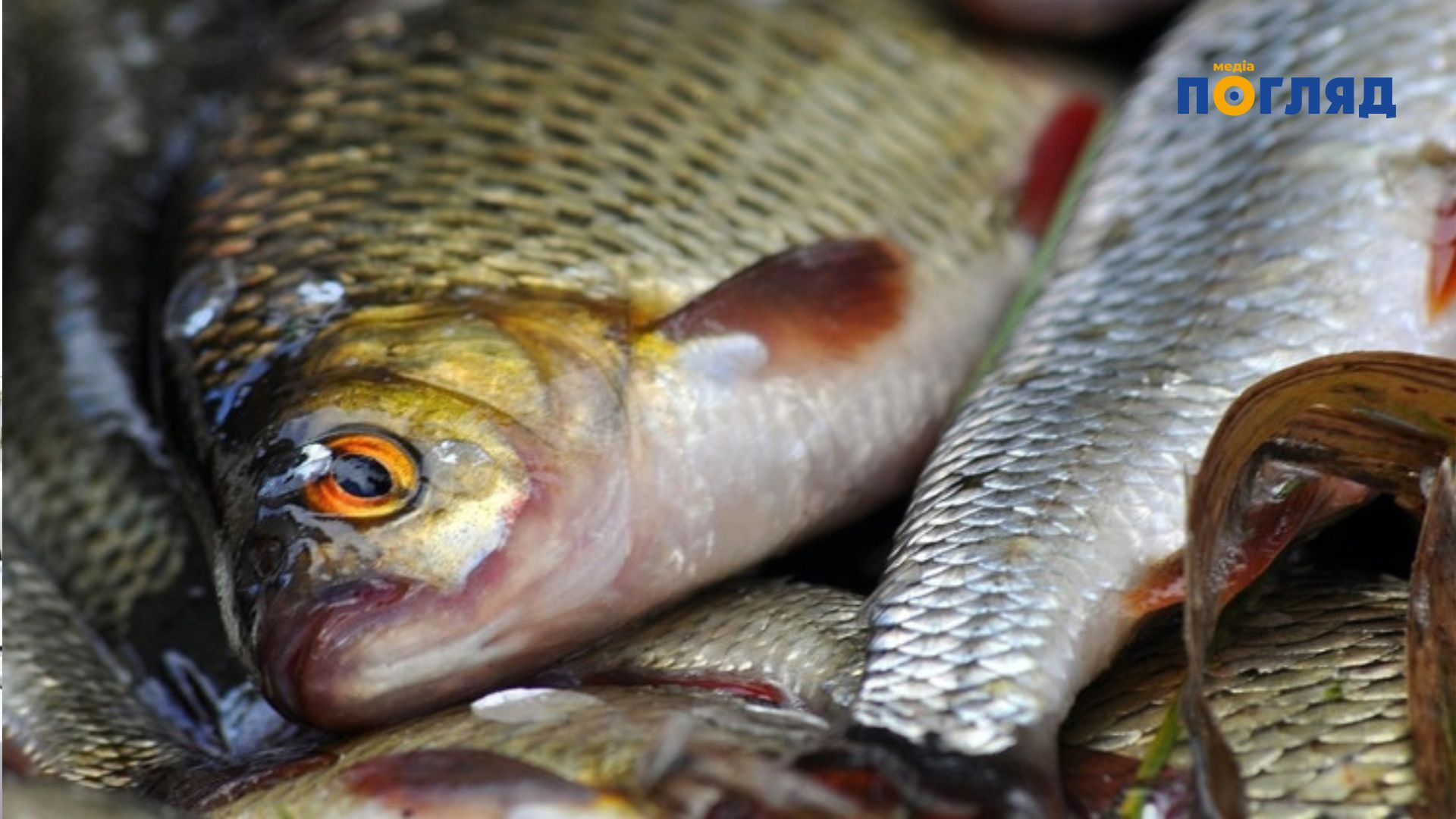 У Києві та області розпочинається сезонна заборона на вилов риби у місцях її зимівлі (ФОТО) У Києві та області розпочинається сезонна заборона на вилов риби у місцях її зимівлі (ФОТО) - зображення